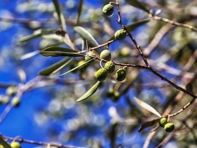 Olivenbaum am Balkon oder im Haus überwintern? Nicht jeder Hobbygärtner