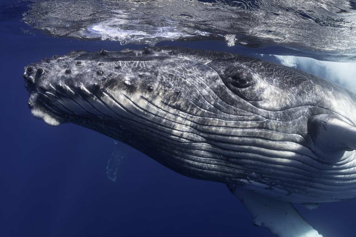 A whale inside the waters of Southern Pacific ocean (Representative Image Source: Getty Images | By WildestAnimal)