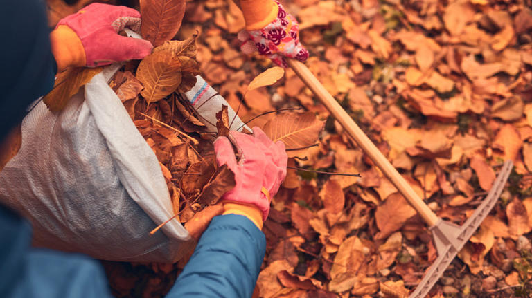Leaves From A Neighbor's Tree Falling Into Your Yard? This Is Who's ...