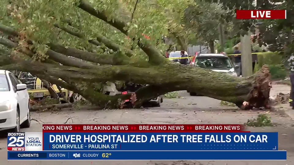 Driver hospitalized after massive tree crashes down on car in Somerville