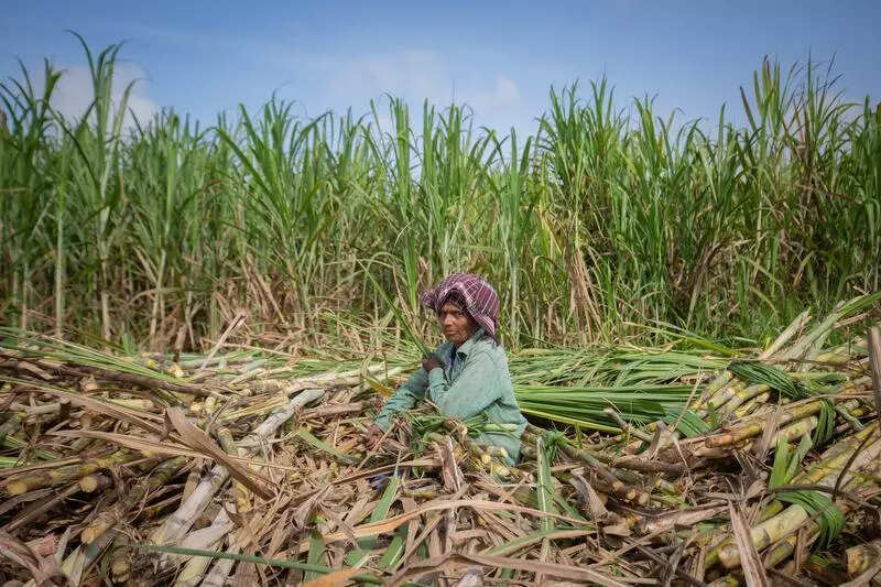 Sept rain damaged crops on 12.5 lakh hectares, farmers to get Rs 2,000 ...