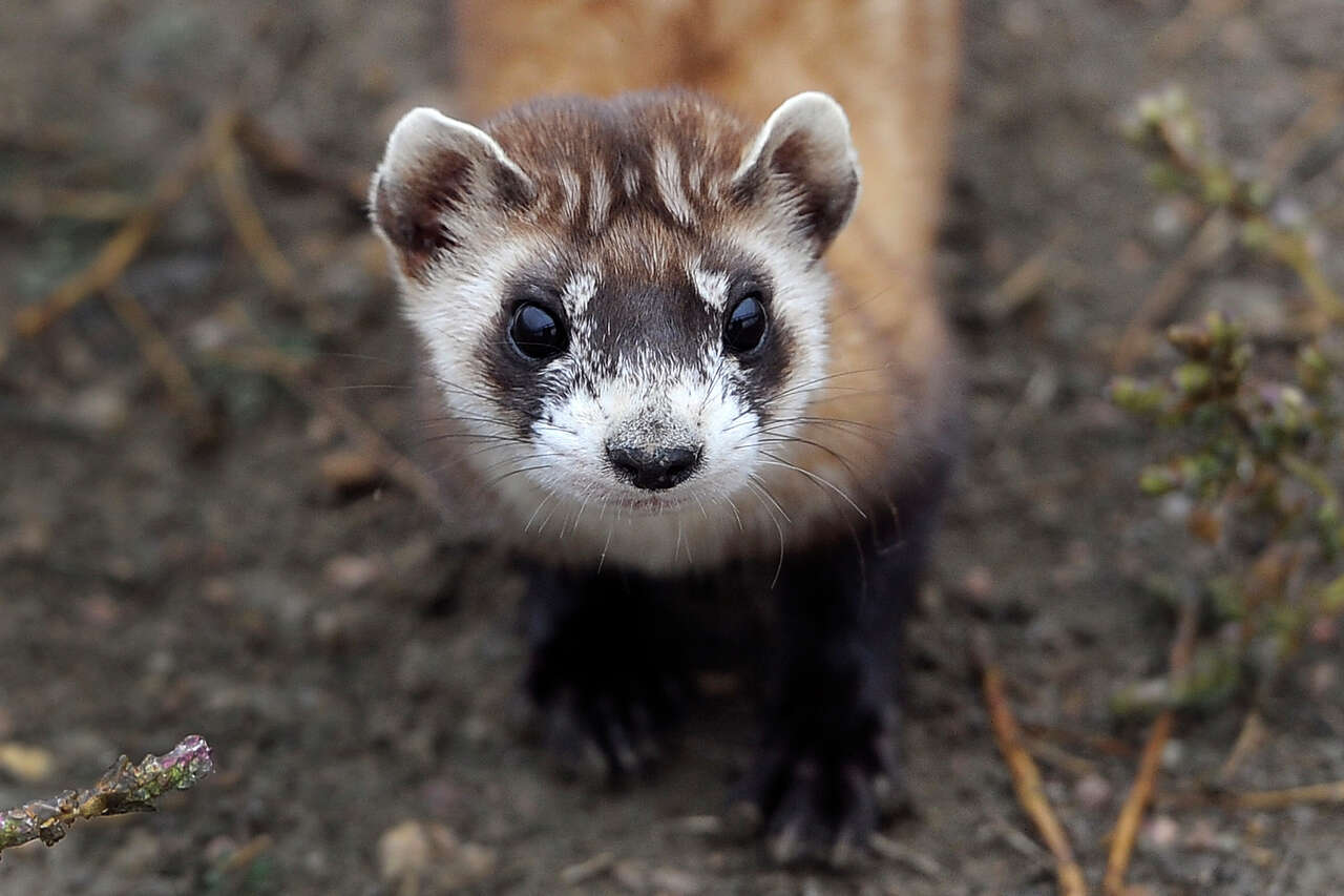 Government shutdown threatens survival of one of North America's rarest ...