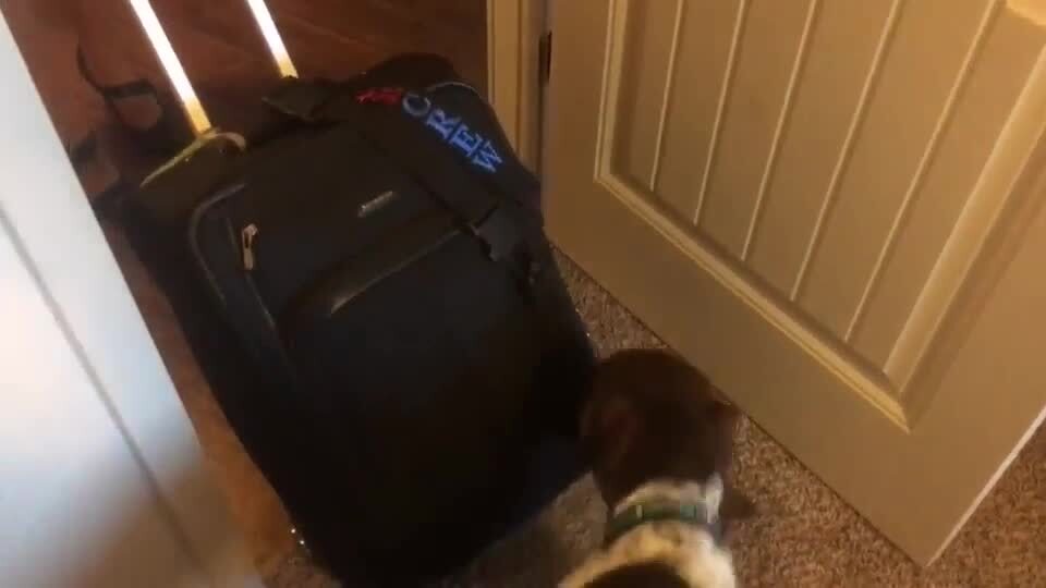 Dog Attacks Luggage