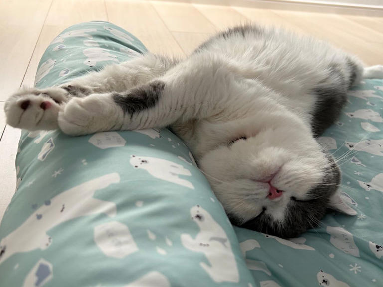 猫さん様 リクエスト 2点 まとめ商品 雑貨卸、雑貨仕入れ（【Decole】にゃん福 土鈴 ねこ 猫） | 雑貨