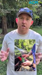 King parrot released into wild after becoming stuck in car grille