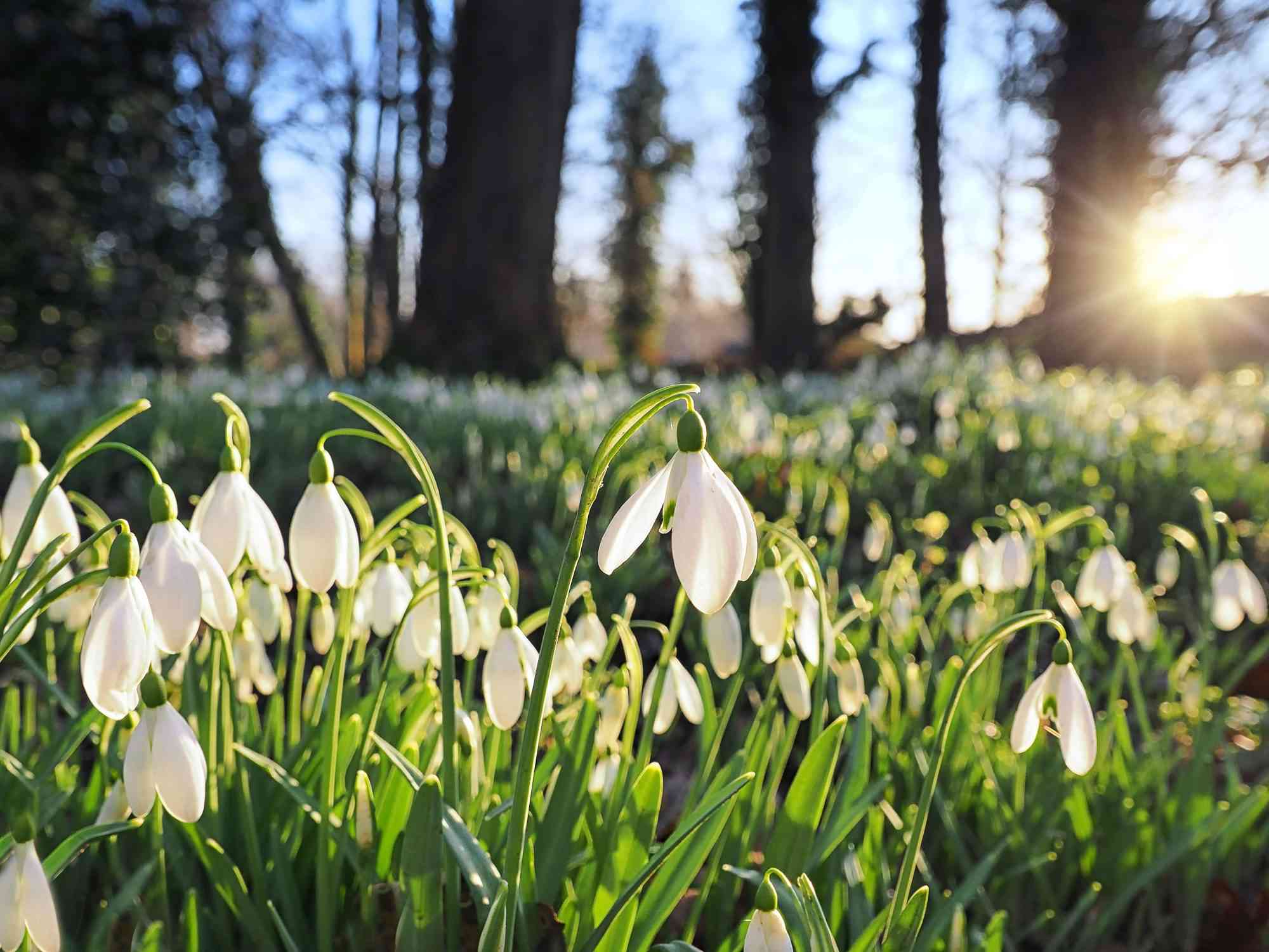 7 bulbs to plant in October for a gorgeous spring garden