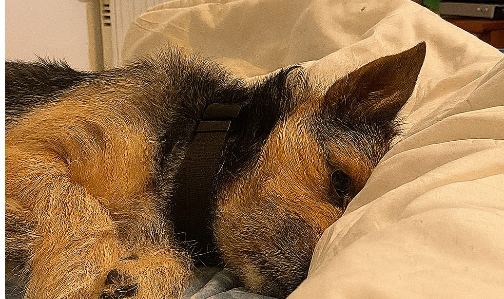La prima notte di libertà: da dimenticato a amato, il cane che ha ...