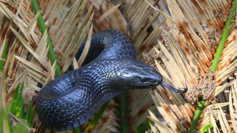 Fresh Look at Wild Hunters Of Rattlesnakes Mammals Birds And Snakes That Feed