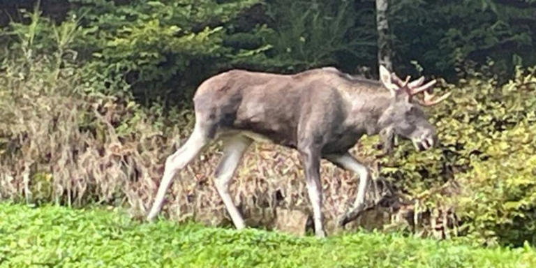 Großes Rätsel um Schwarzwald-Elch: Ist es Emil?