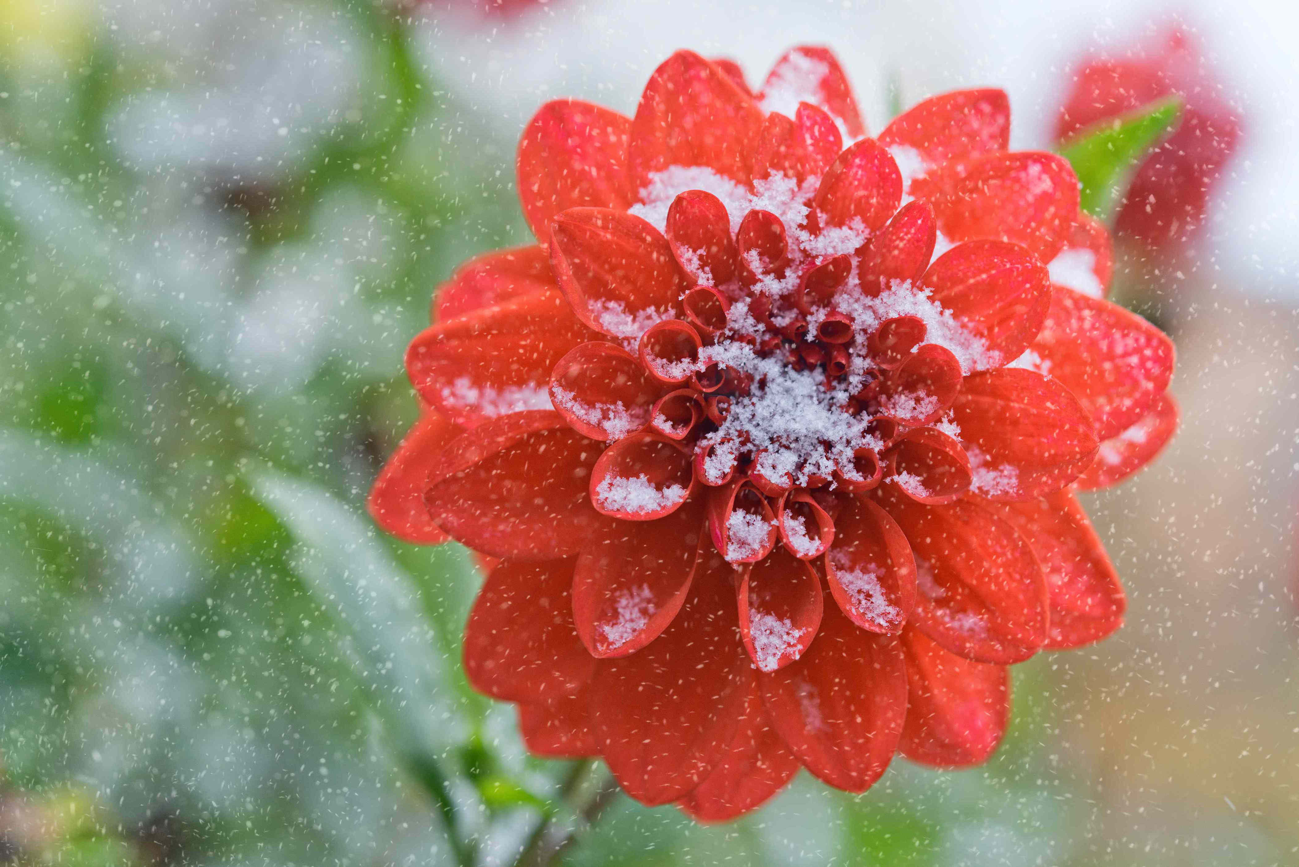 Don't lose your dahlias to frost—do this easy task while the weather is ...