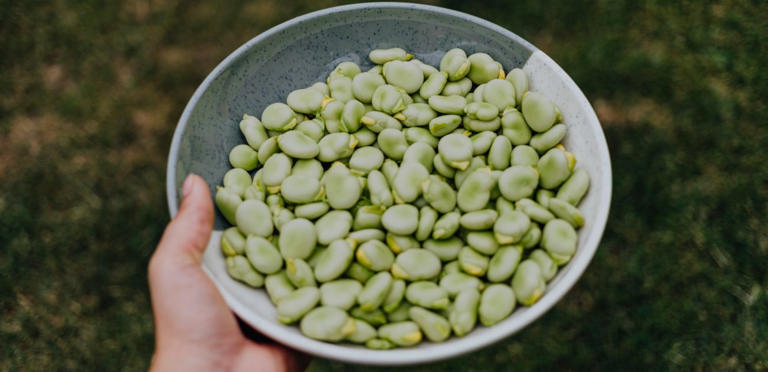 طبق من حبات الفول