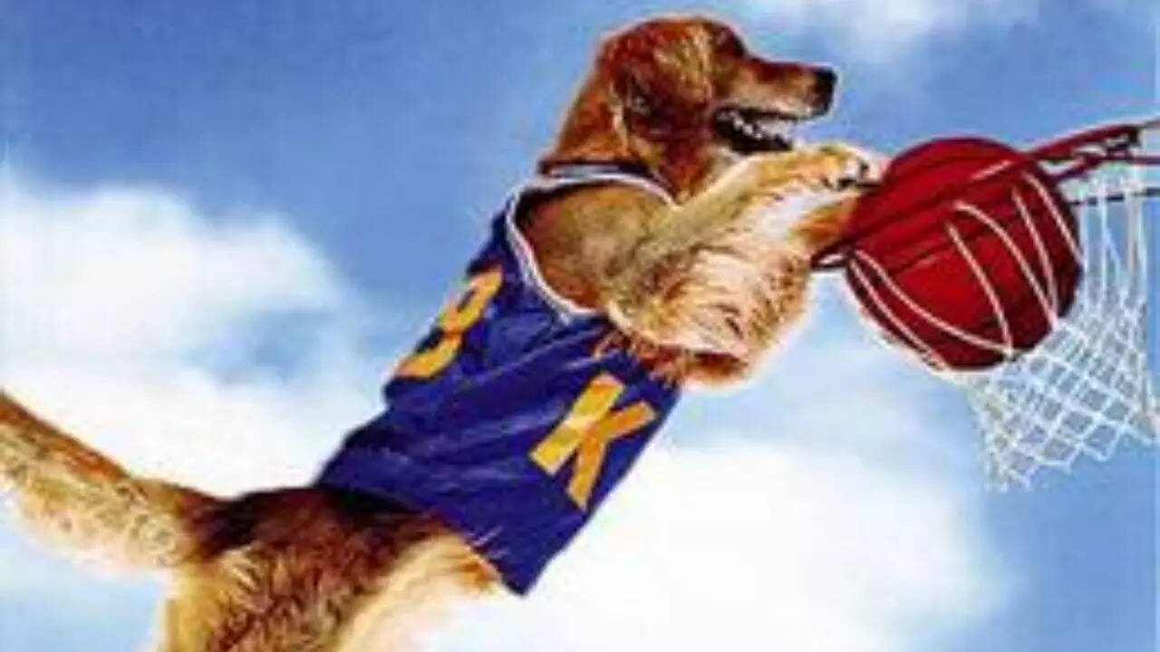 The ‘Air Bud’ franchise returns The Sportsplaying dog buddy is back(02)