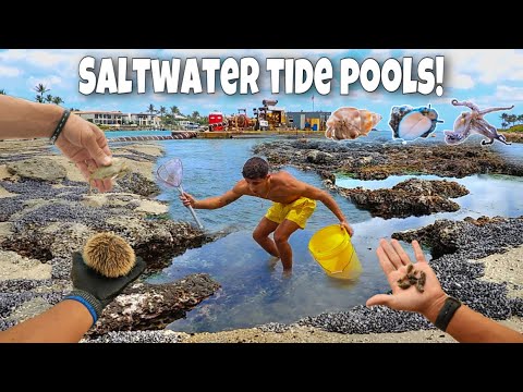 Catching bait out of tide pools for my exotic fish! *Feeding*
