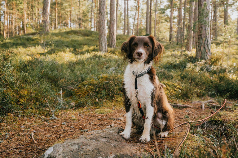 From German Shepherds to Poodles, these 21 dog breeds are the most obedient