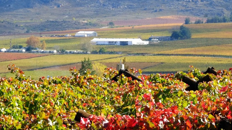 Discover the Breede River Valley: A weekend getaway for wine lovers and ...