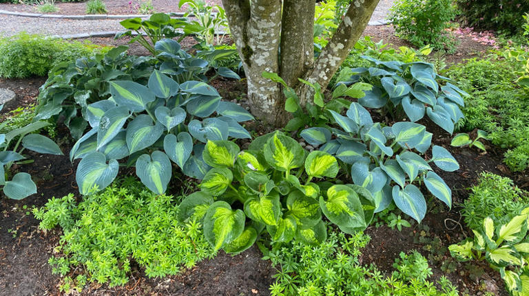 16 Of The Best Ground Covers To Plant Under Shade Trees In Your Garden ...