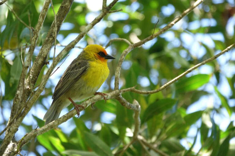 20 animal species on the road to recovery: IUCN Red List update