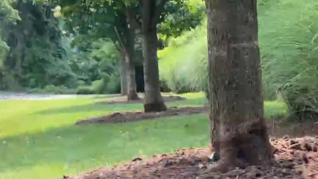 Landscaper shares satisfying time-lapse video after fixing all-too ...