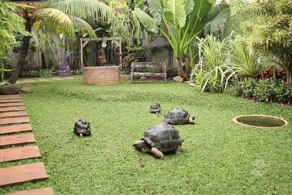 11 Potret Rumah Irfan Hakim, Punya Pendopo Hingga Aviary 10 AA1OAmMM