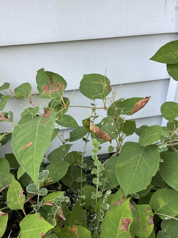 Homeowner devises clever strategy to combat tricky garden threat: 'Genius'