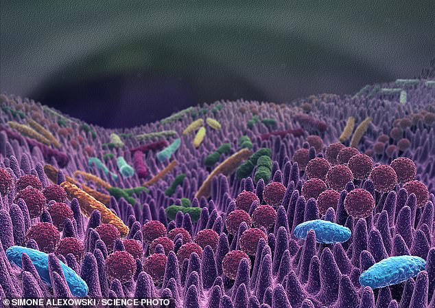Your gut microbiome is important for a healthy immune system