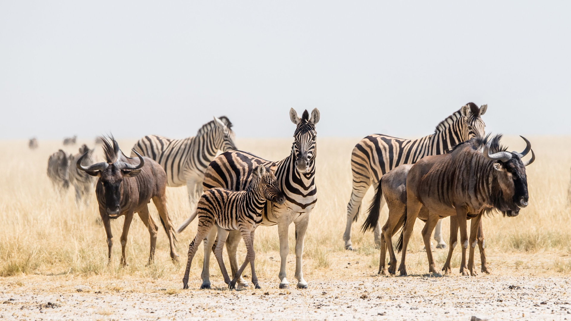 Animal Alliances That Change The Rules Of Survival