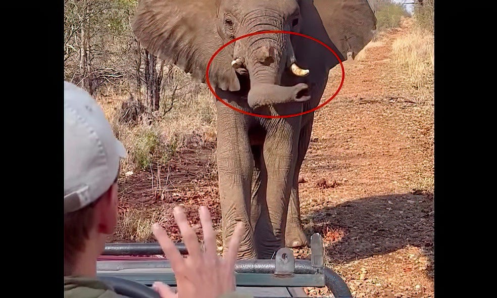 Elephant uses trunk to hurl rocks at guide, but his reflexes are superb
