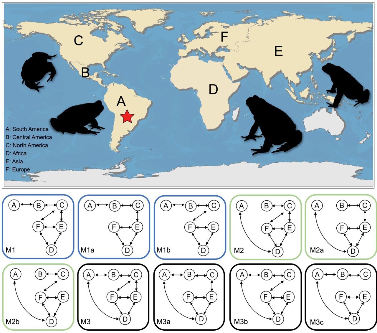 How poisonous glands helped modern toads conquer the world