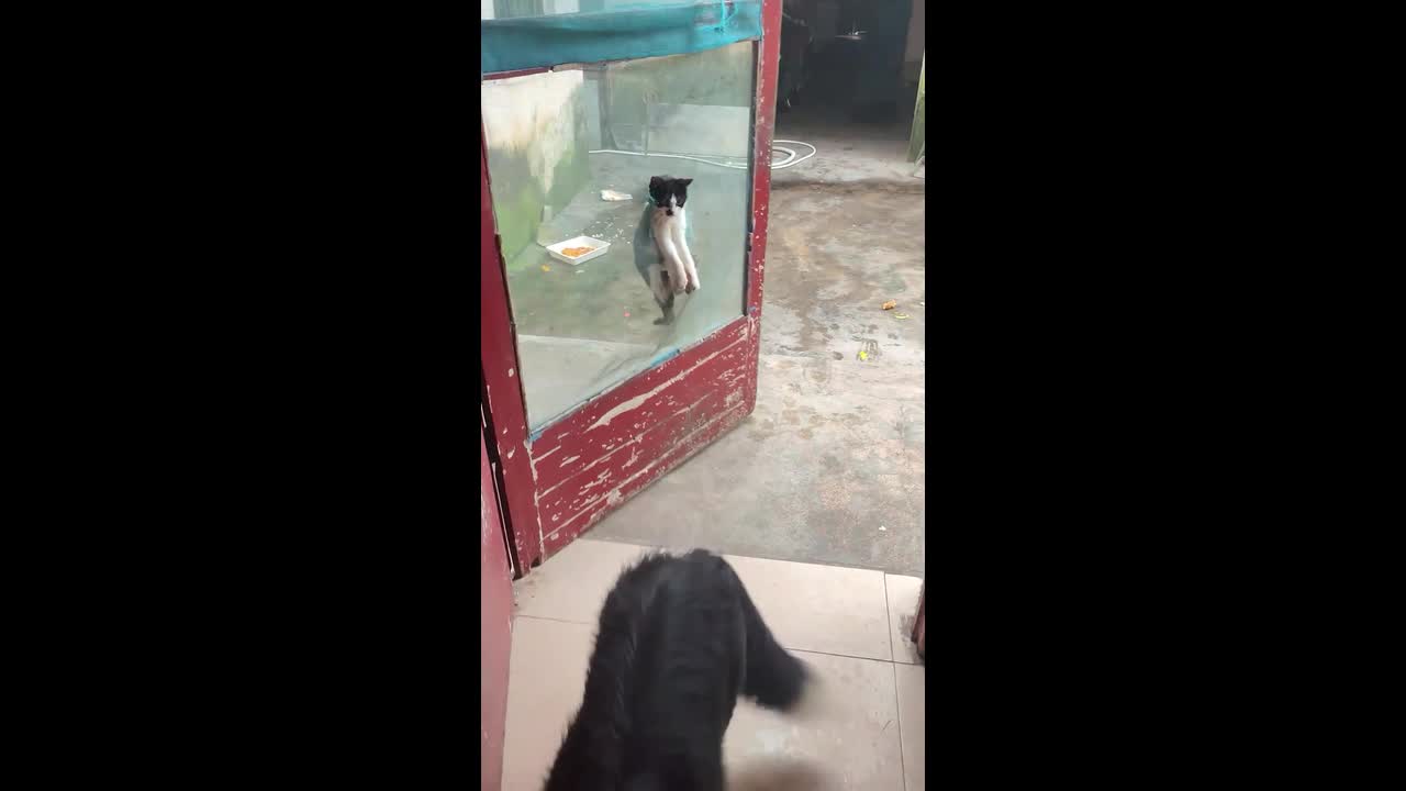Pet dog comes to the rescue of cat friend stuck in door net