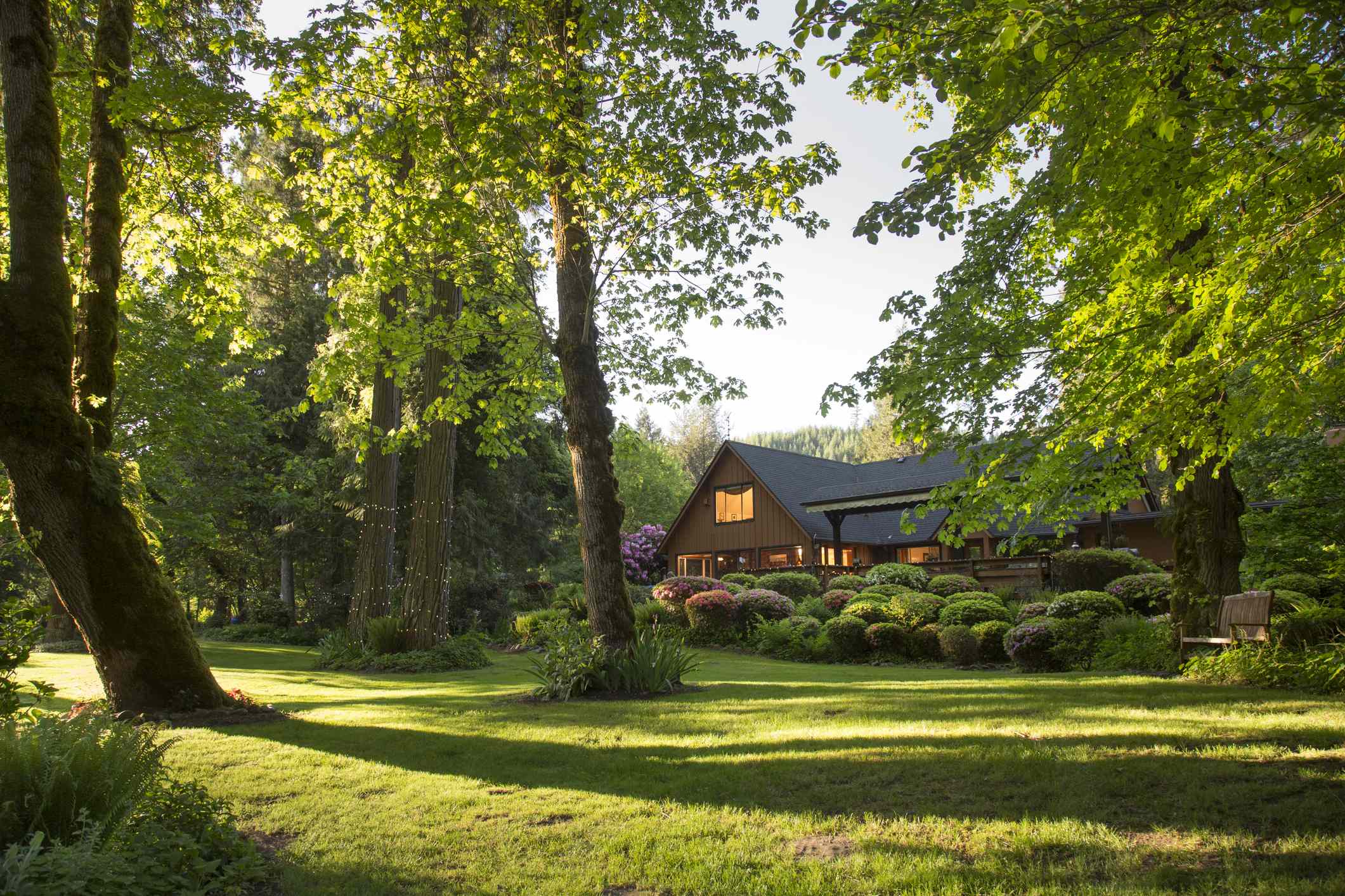 These trees do great when planted in the fall—14 options for a green and shady yard in spring