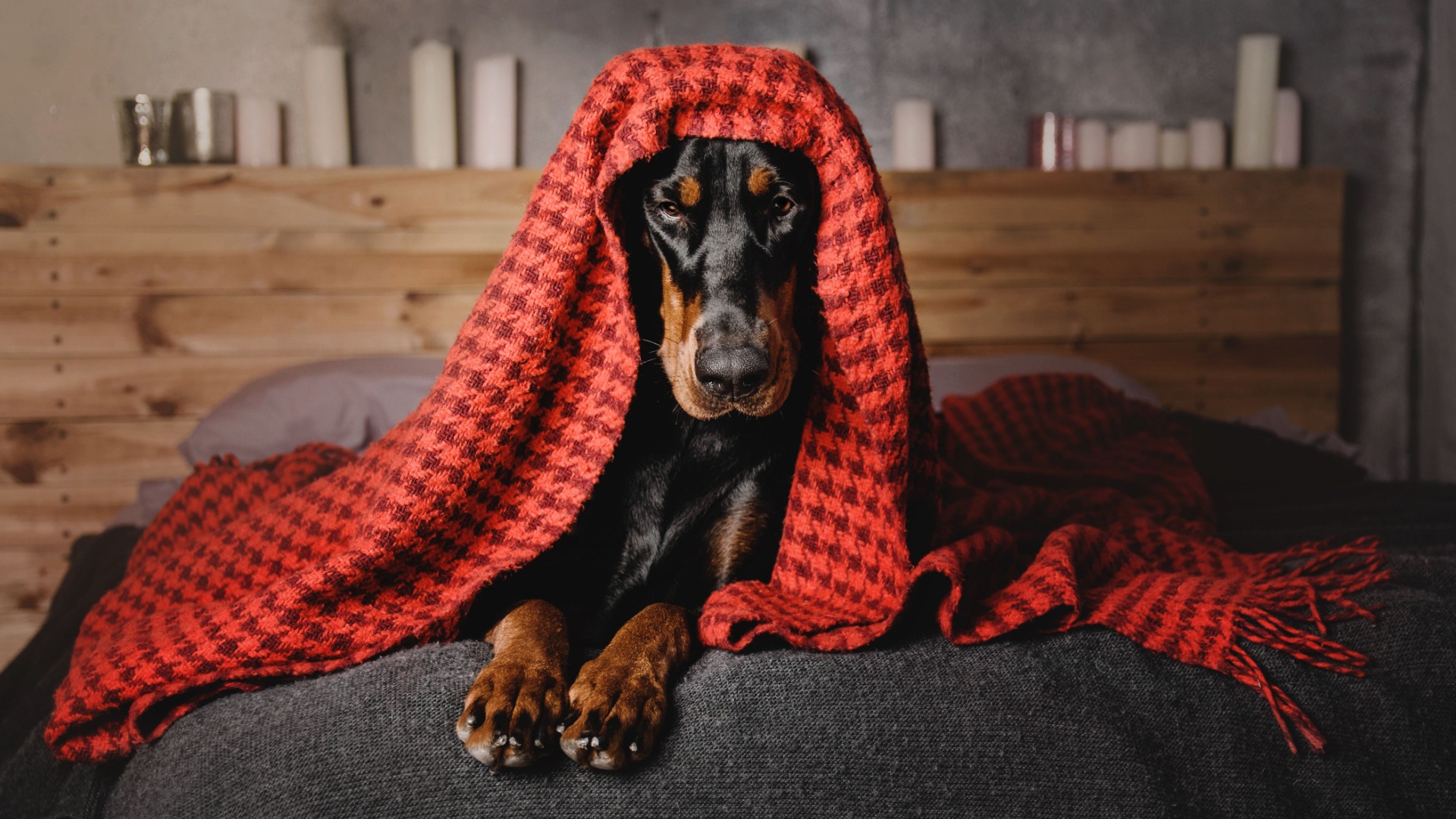 5 Clear Signs Your Dog Trusts You And 5 Red Flags That Trust Is Shaky
