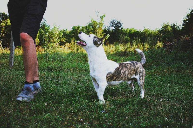 5 Clear Signs Your Dog Trusts You And 5 Red Flags That Trust Is Shaky
