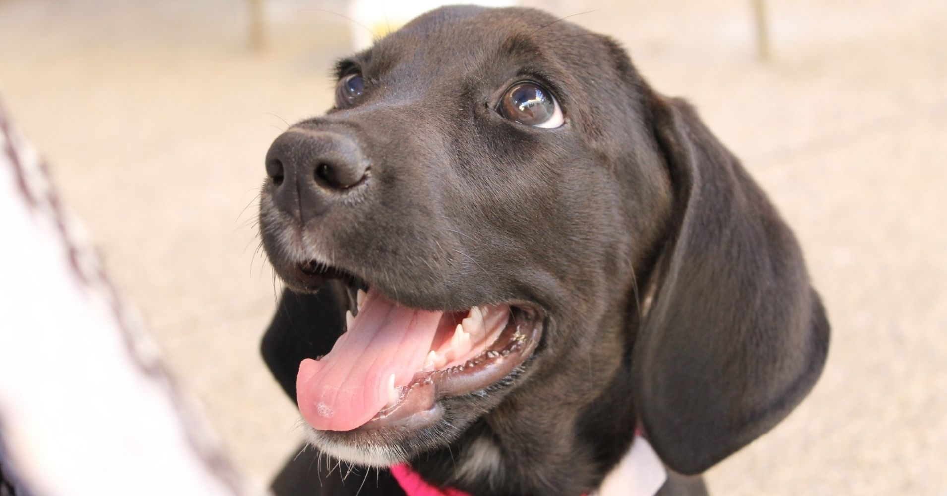 15 Clear Signs Your Adopted Dog Has Fully Settled into Their New Home