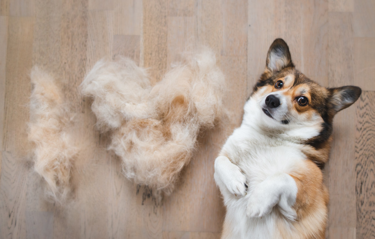 Spring dog shedding explained and warning signs