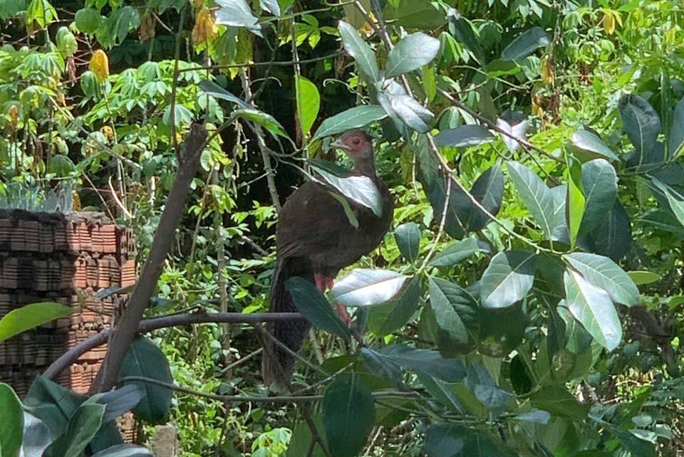 Gà lôi tía quý hiếm bất ngờ xuất hiện ở nhà dân tại TPHCM