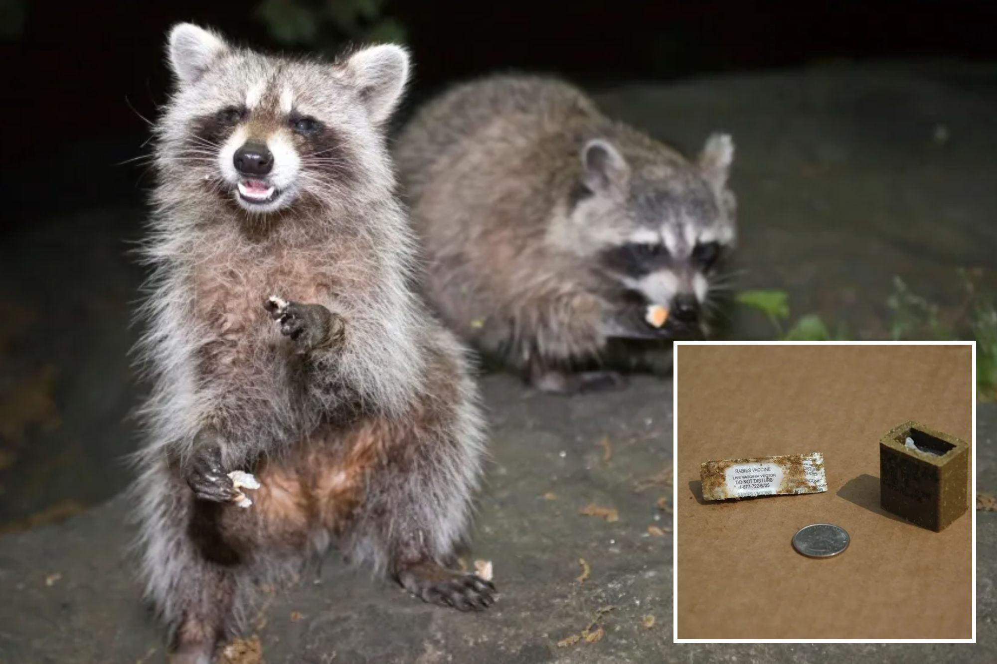See the stinky way NYC trying to immunize city’s raccoons after rabies ...