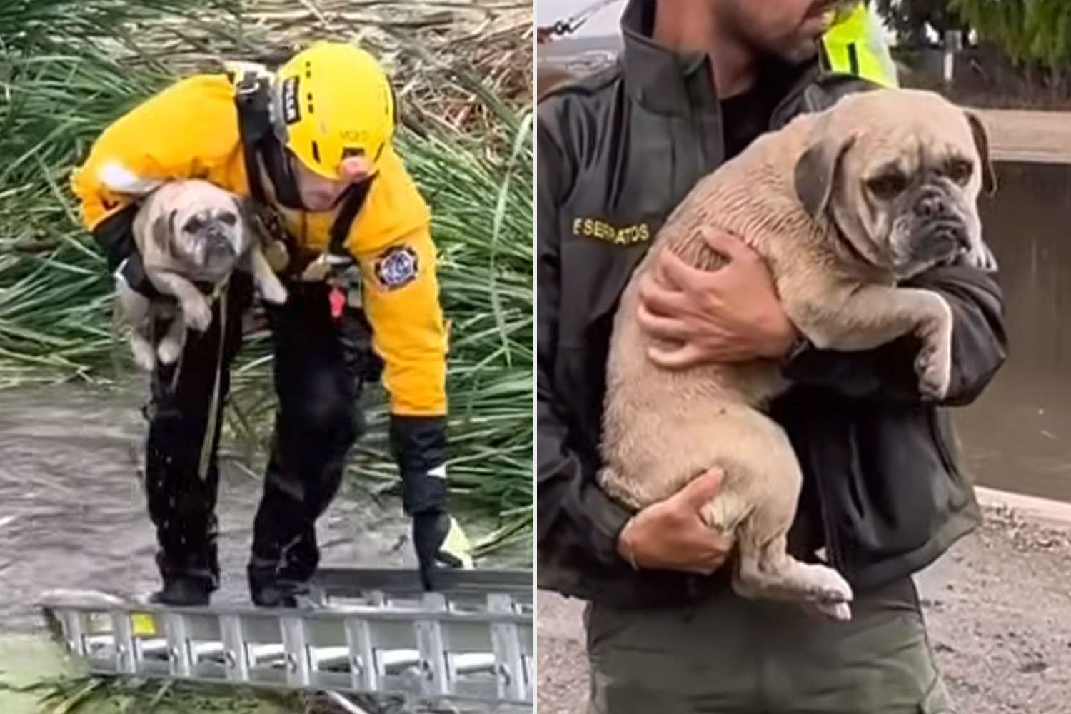 Rescuers Save Stranded Pouting Pup Surrounded by FastMoving Waters