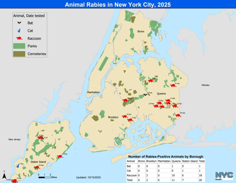 See the stinky way NYC trying to immunize city’s raccoons after rabies ...