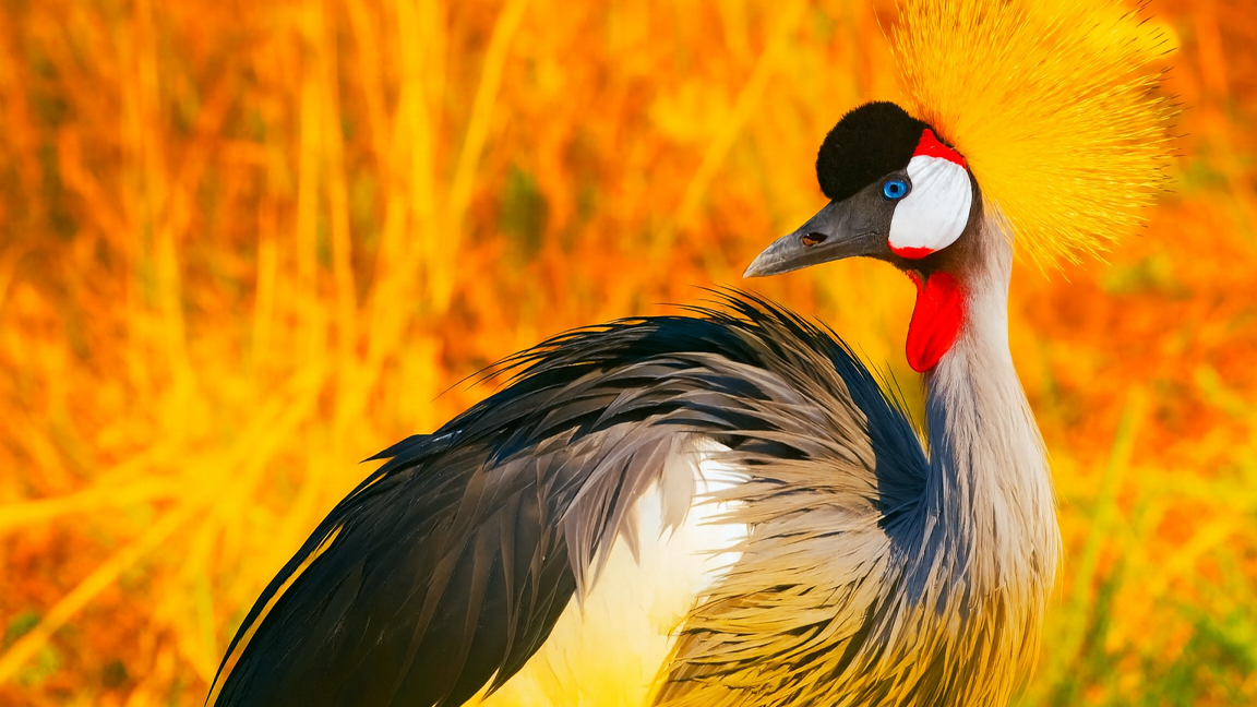 Majestic Exotic Bird – Cinematic Wildlife Footage