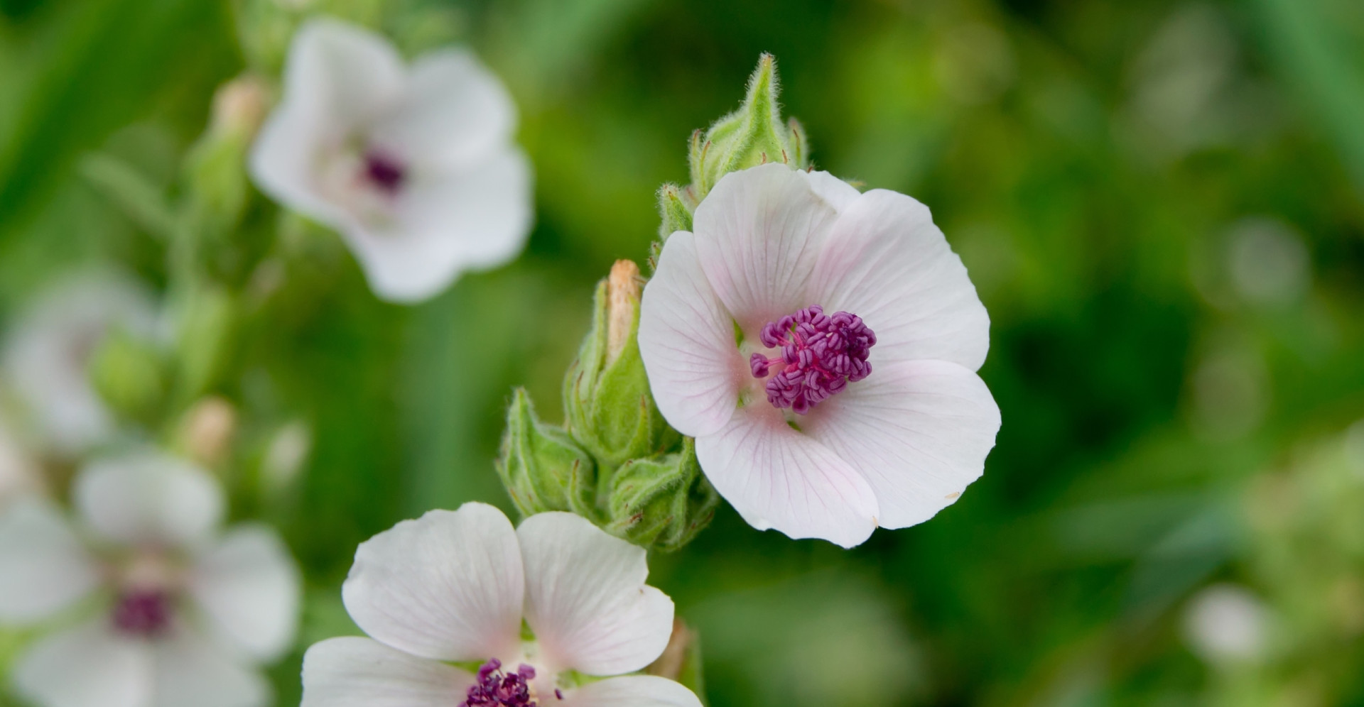 Ancient medicinal plants and their healing properties