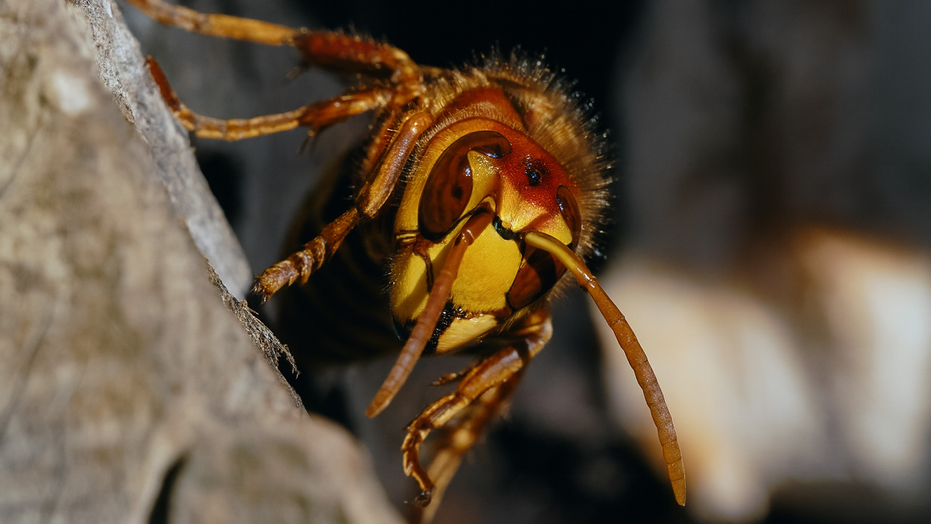Calabrone Europeo (Vespa Crabro) e il Suo Nido su un Albero in Natura