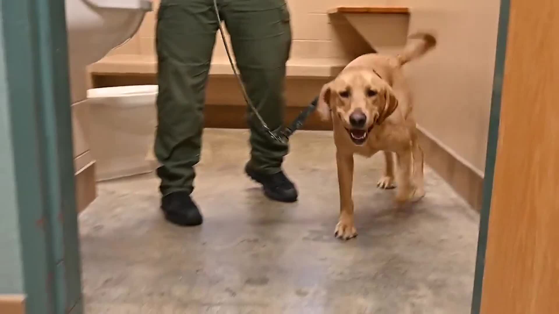 Meet the Kitsap County K9s working to prevent drug overdoses at the jail(00)