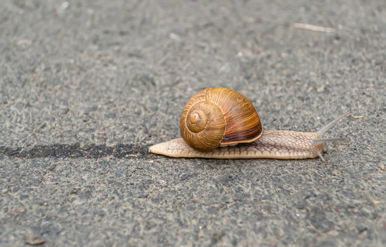 Pourquoi les escargots laissent-ils une trace de mucus