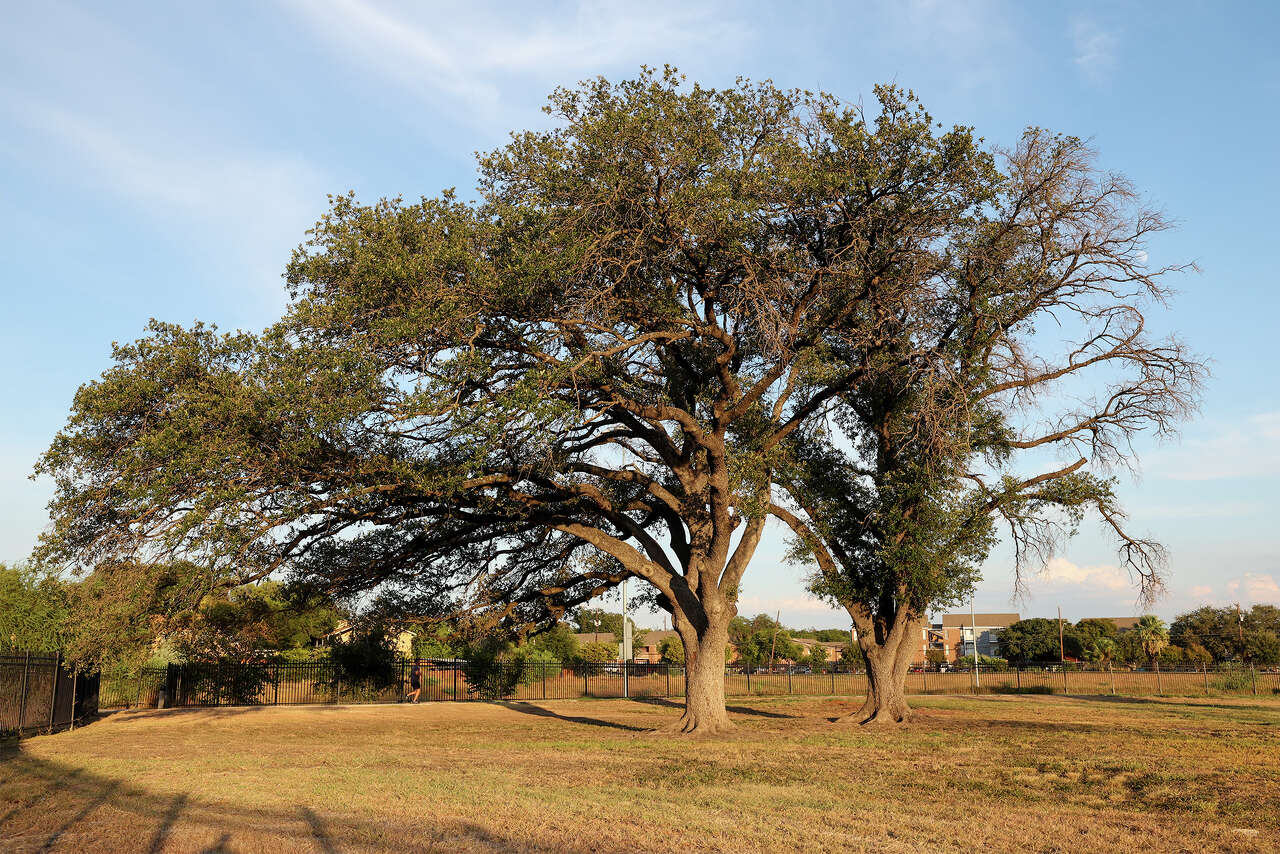 Plant shade trees now in San Antonio to cut heat