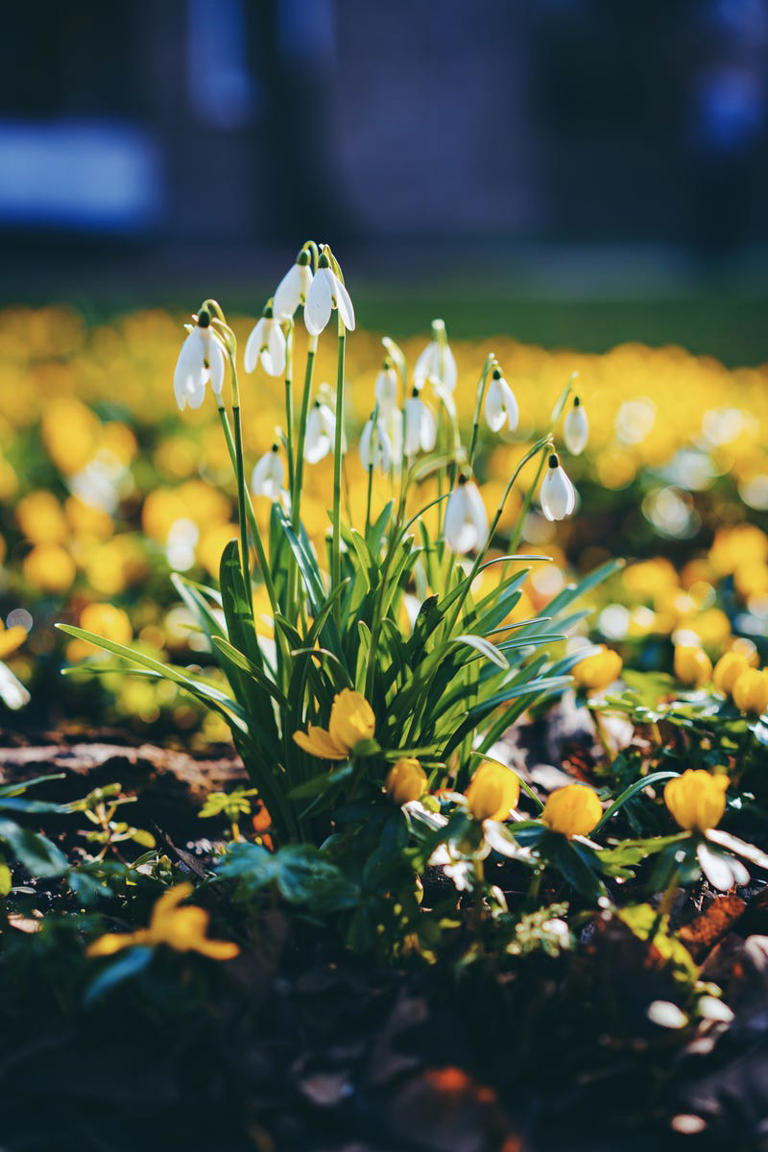 How to plant snowdrop bulbs this autumn for a beautiful early-spring ...