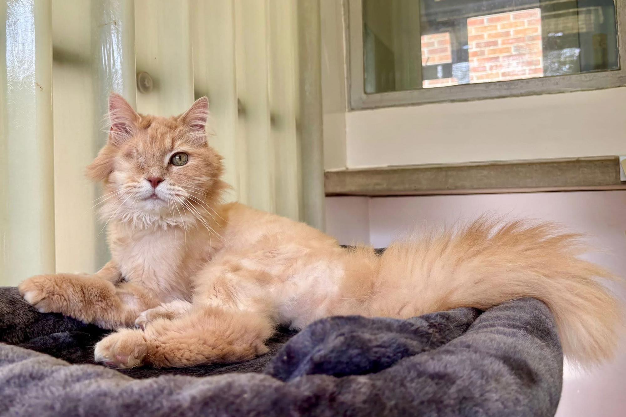 RSPCA appeal launched to find one-eyed Doncaster cat a home