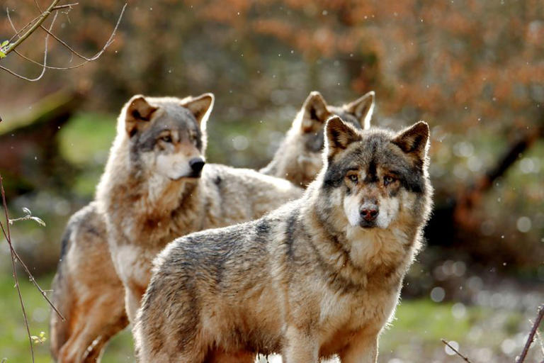 The Real Reason Why Wolves Are Vital To The Balance Of Nature