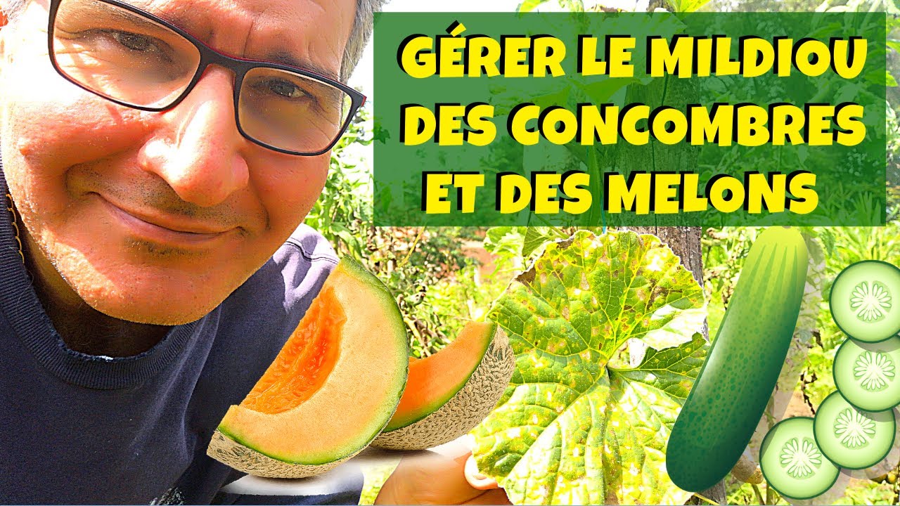 Pourquoi les feuilles de concombres jaunissent vraiment