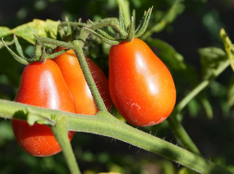 Garden City Church opens garden, provides produce to Kenmore food desert