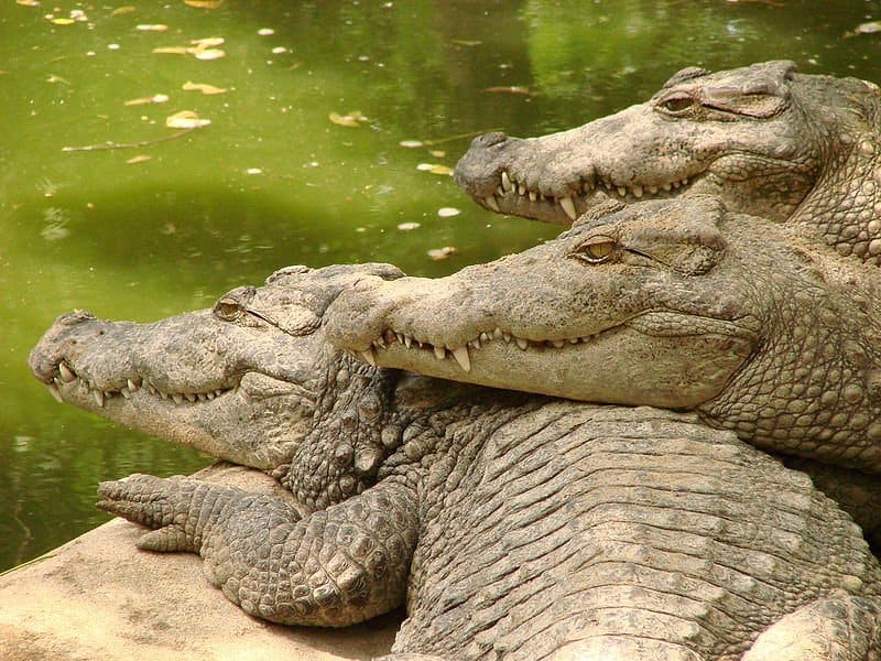 Meet ‘Dominator’ – The Largest Crocodile In The World, And As Big As A Rhino